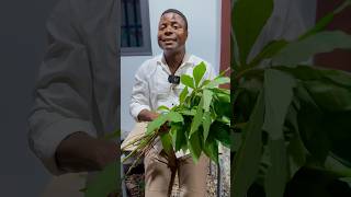 Voici l’importance des feuilles de maniocs Feuilles Manioc Plantes [upl. by Nahtaj]