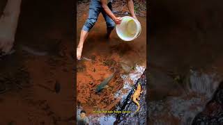 hati hati nanti di terkam buaya ‼️ fishingvideo [upl. by Puna]