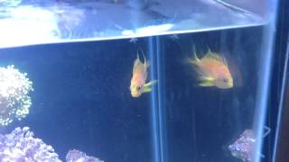 Borbonious Anthias aka Blotchy Anthias My Experience [upl. by Narba]