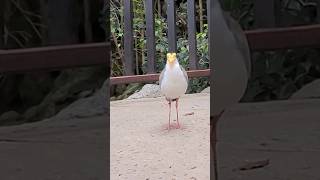 The Masked lapwing australia shorts birds plover [upl. by Aire]