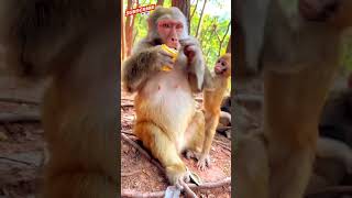 Watch these cute monkeys play and interact with your kids\Monkeys playing with their baby monkeys [upl. by Sido540]