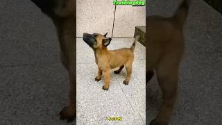 🔥🔥🔥“Elite K9 Puppy Training Mastering Skills from the Start” dog puppy belgianmalinoisdog k9 [upl. by Tekla823]