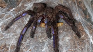 Chilobrachys sp Electric Blue Feeding [upl. by Alitha]