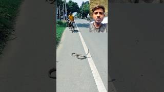 ये साँप रोड पर काफ़ी देर से तमाशा कर रहा😳🐍  very dangerous snake snake aamir009 shocked shorts [upl. by Tuinenga]