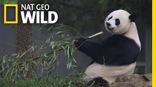 Giant Pandas 101  Nat Geo Wild [upl. by Assilla]