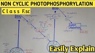 Non Cyclic Photophosphorylation  Z Scheme  Light Dependent Reaction  Class 11 Biology [upl. by Jordison]