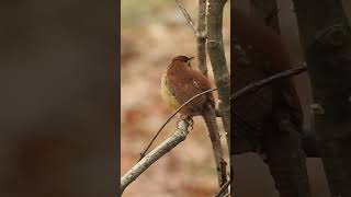 Listen To The Beautiful Carolina Wren Sing Autumns Serenade [upl. by Sidoeht]