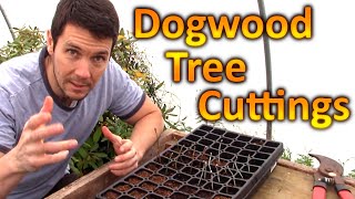 How to Grow Dogwood Trees from Cuttings  Plant Propagation Technique for Rooting Dogwood Cuttings [upl. by Chitkara332]