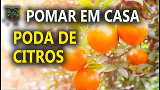 Poda de Citros para Produção de boas Frutas com Sergio Semerdjian [upl. by Lancelle]