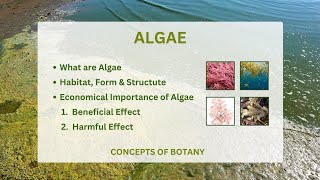 Algae Economical Importance of algae General characteristic of algae [upl. by Aderfla]