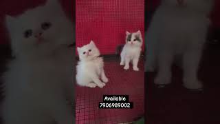 Quality kitten available 7906989002 delivery all over India 💯🚚 persian persiancatcorner tabby [upl. by Damita]