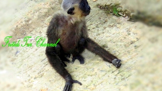 Baby Gibbons are playing at the ZOO [upl. by Carolin]