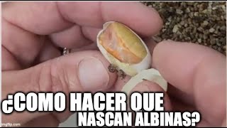 ¿como hacer que nazcan tortugas alvinas [upl. by Llertnek18]