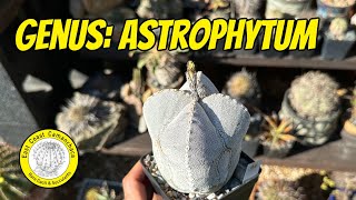 All about the most famous cactus genus of all Astrophytum [upl. by Yntrok]