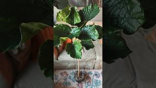 Ficus Umbellata repot part 1 plants ficusplant [upl. by Ahsoek]