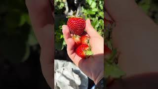 🍓Cosecha de fresas de Primavera en macetas mygreenjourney uruguay urbangardening [upl. by Avot]