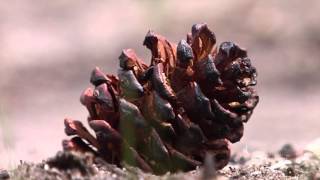 Serotinous Pine Cones [upl. by Clein]