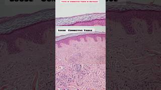 Connective tissue histology histopathology shorts shortvideo [upl. by Aivonas981]