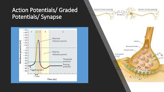 Action Potentials and Graded Potentials [upl. by Einehpets]