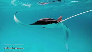 🇲🇻 Manta Ray Snorkeling 🤿  Rasdhoo Maldives 🏝 with Maldives Local Adventure [upl. by Einnalem394]