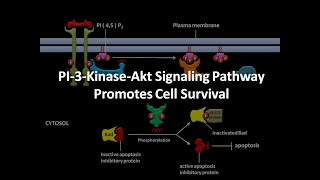 PI3 kinase Akt Signaling Pathway [upl. by Thissa]