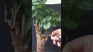 Pruning polyscias bonsai tree bonsai bonsaitree pruningbonsai shorts [upl. by Tremml577]