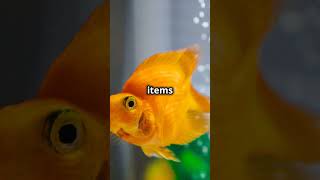 Goldfish Care Easy Tips [upl. by Naginarb]