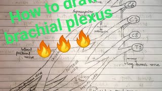 How to draw brachial plexus 🔥🔥🔥 med tutorials [upl. by Farron]