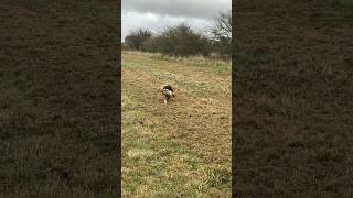 Springer Spaniel picked up an injury today but worked hard springerspaniel spaniel gundog shorts [upl. by Janus]