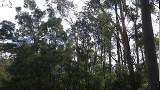 Bellbirds Singing In the Forest  Australia [upl. by Seto]