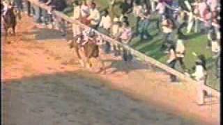 Secretariat  Triple Crown Compilation [upl. by Elyad]