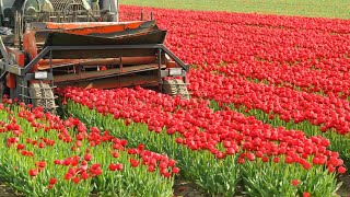 How to Harvest Tulip Flower  Tulip Cultivation and Tulip Farming [upl. by Enaywd905]