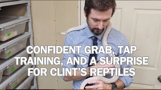 CLINTS REPTILES visits we demonstrate confident grab tap training and more ClintsReptiles [upl. by Lorelei]