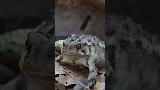 Common Garter snake eating an american toad shorts snake animal wildlife nature animals [upl. by Collum319]