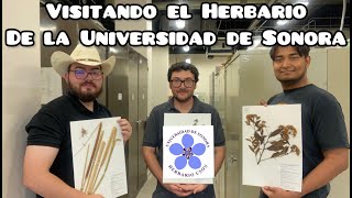 Recorrido por el Herbario de la Universidad de Sonora [upl. by Yasui]