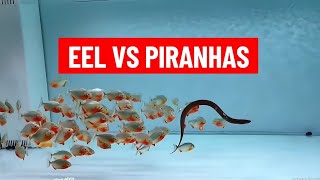 Eel Vs Piranhas Shocking [upl. by Laband541]