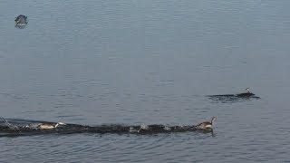 GREBE HuppéCourse sur lEau  BRUITX [upl. by Joscelin698]