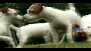 Dogs 101  Jack Russell [upl. by Des]