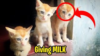 KITTEN feeding MILK video  KITTEN VIDEO [upl. by Asseralc]