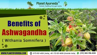 Benefits of Ashwagandha  Withania Somnifera [upl. by Ened]