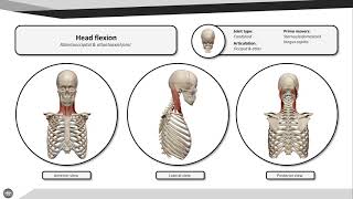 Head flexion [upl. by Baerman]