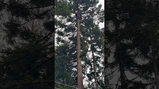 Avoiding electrocution over 25000 volt power lines vanisle arborist treecare transmissionline [upl. by Gavrielle969]