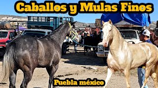 Caballos yeguas y potros 14 de milla mulas finas lo mejor de lo mejor Tianguis Ganadero Tepeaca [upl. by Amimej]