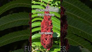 Is that staghorn sumac foraging sumac plants [upl. by Finstad]