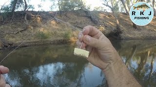 Murray Cod fishing using cheese for bait [upl. by Akinert]