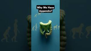 Why We Have an Appendix whyappendix appendix appendixfacts [upl. by Eduardo]