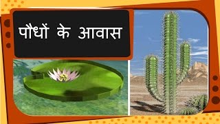 Science  Plant Habitat and adaptation  Hindi [upl. by Narcissus585]