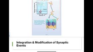 118  Postsynaptic Potentials [upl. by Jobye150]