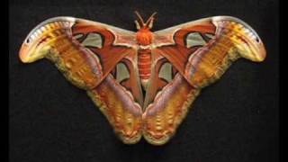 Attacus atlas female 2 [upl. by Salohcin573]