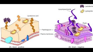 Salivary Glands Part 5 Functions of Lactoferrin and Immunoglobulin A [upl. by Pride]